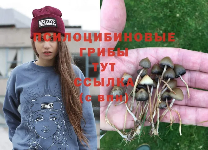 Галлюциногенные грибы Magic Shrooms  shop наркотические препараты  Кирс  продажа наркотиков 